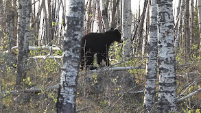 Canadian Black Bears in Saskatchewan thumbnail