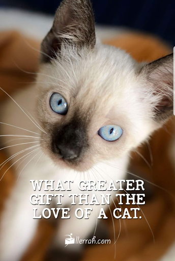 Pet Quotes Wallpaper
