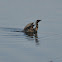 Pygmy Cormorant