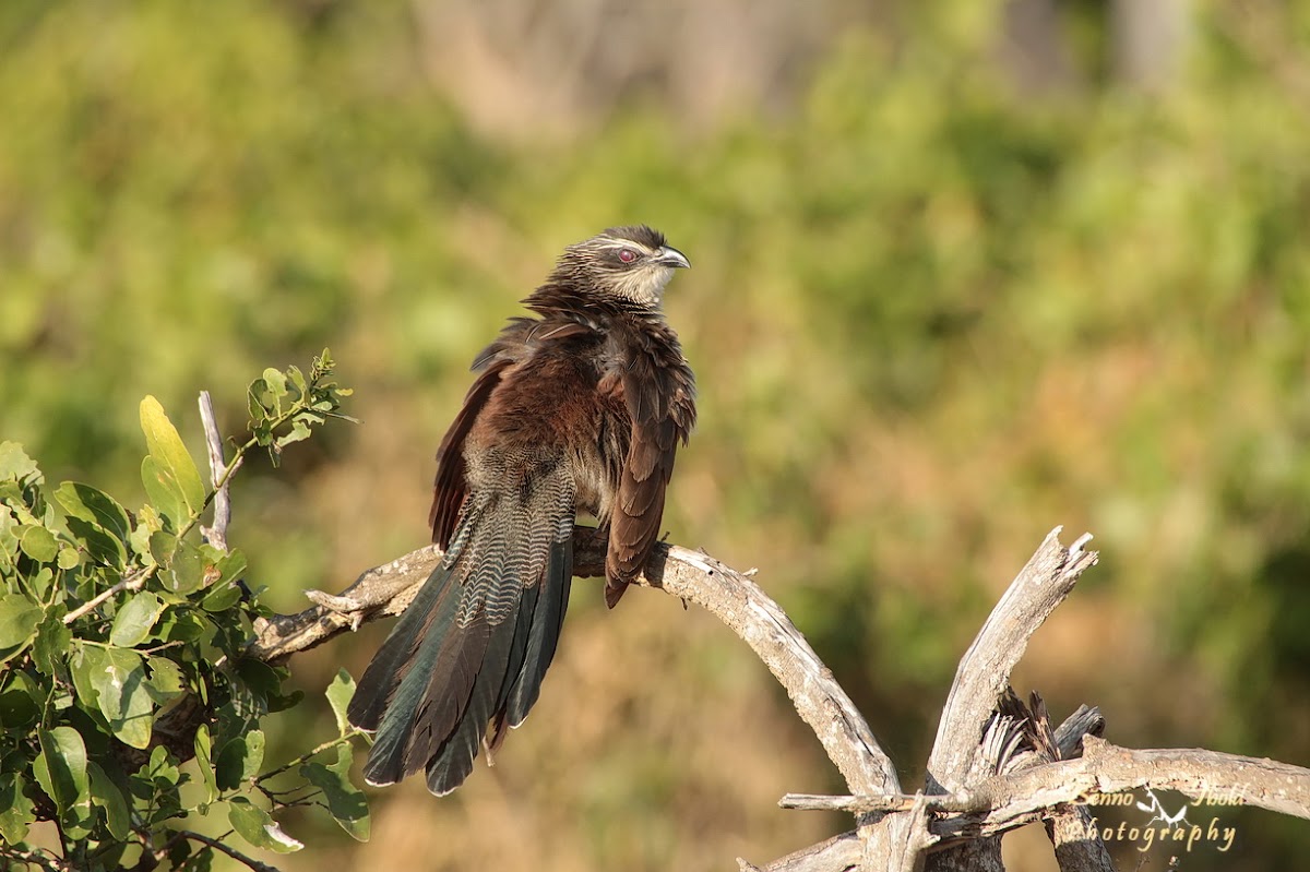 White-browed coucal