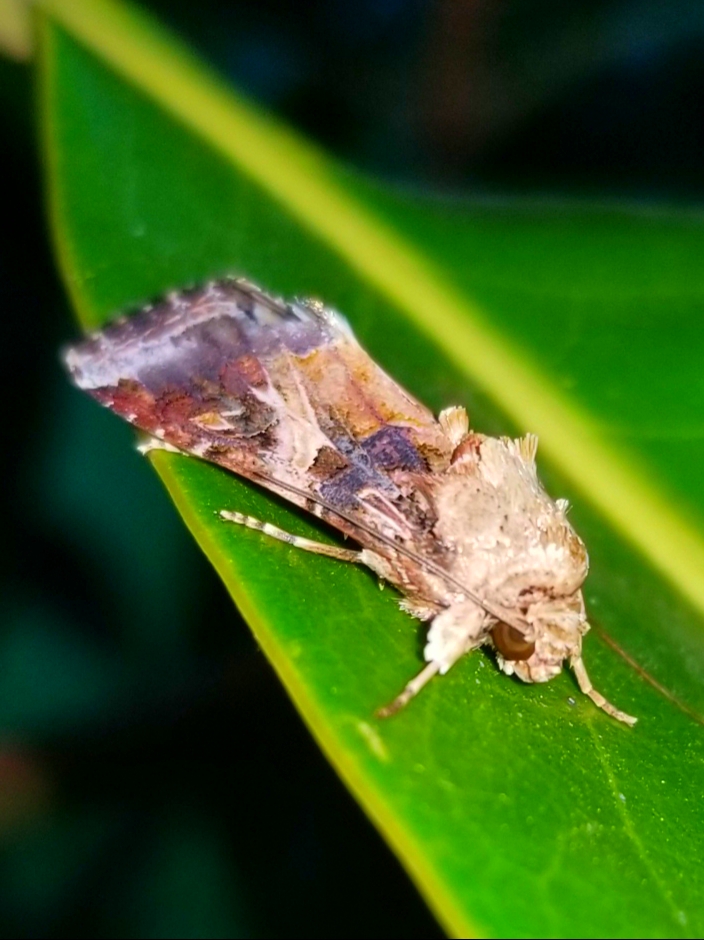 Cotton cutworm moth