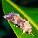 Cotton cutworm moth