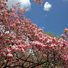 pink dogwood, flowering dogwood