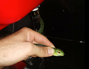 Nick Evans of Kwa Zulu-Natal amphibians and reptile conservation rescued a venomous boomslang snake from a KwaZulu-Natal home. 