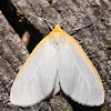 Delicate Cycnia Moth - 8320