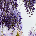 Purple white flowers