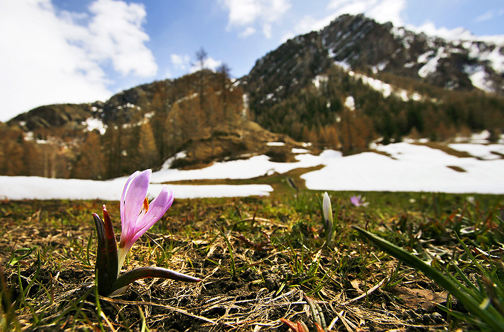 Croco a primavera di Yanez