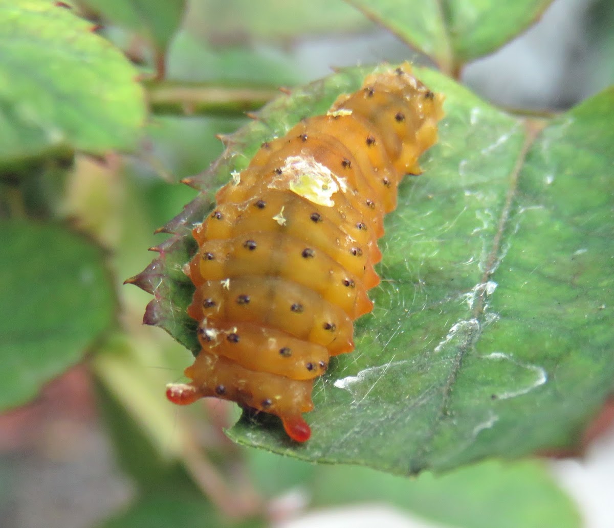 Day-flying Moth Caterpillar