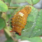 Day-flying Moth Caterpillar