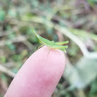 Tobacco grasshopper