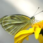 Cabbage White