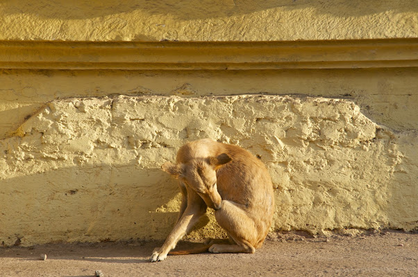 Bundi, Rajastan. di Cristhian Raimondi