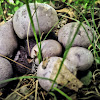 Purple spore puffball