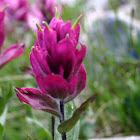 Purple Paintbrush