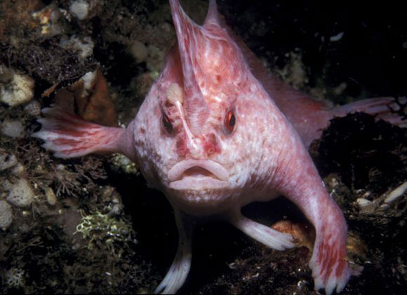 new-handfish-species-pink_20881_600x450.jpg