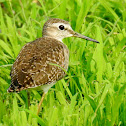 Wood sandpiper