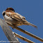 House Sparrow; Gorrión Común