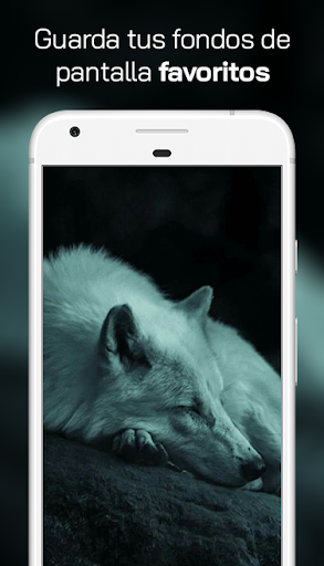Lobo Fondos de Pantalla