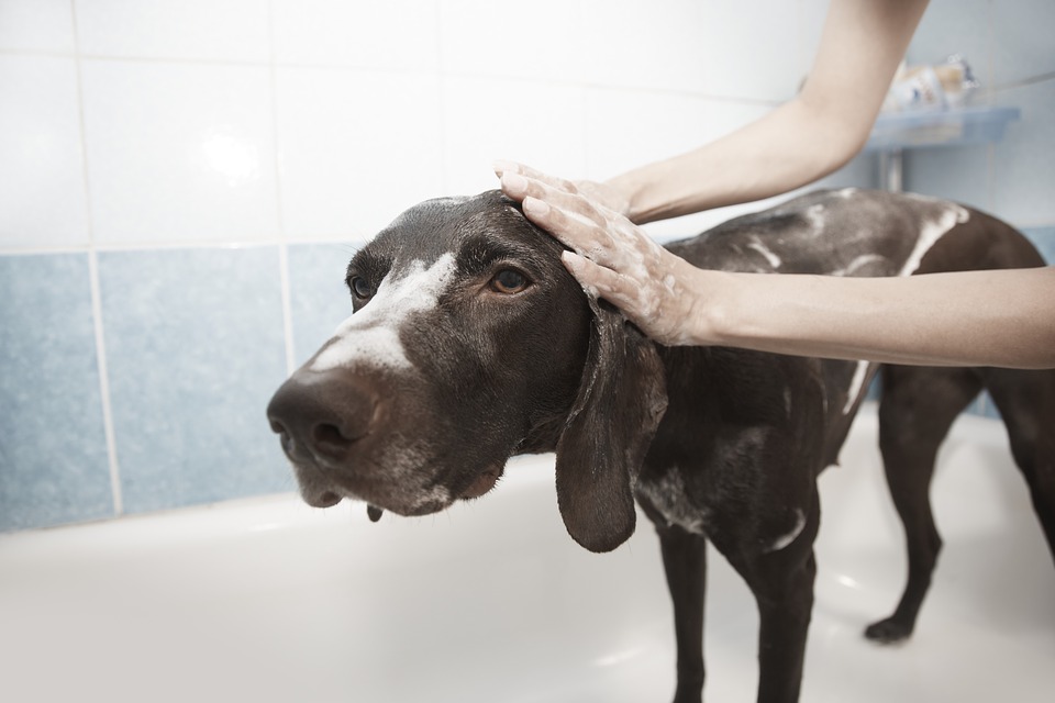 dog being washed by groomer