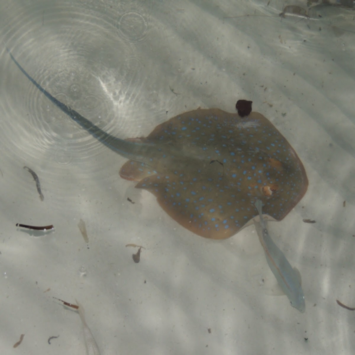 Bluespotted stingray