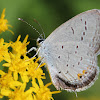 Eastern Tailed Blue Butterfly