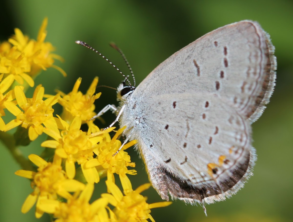 Eastern Tailed Blue Butterfly