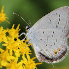 Eastern Tailed Blue Butterfly