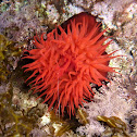 Beadlet anemone