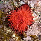 Beadlet anemone