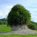 Woolly caper bush on termite mound