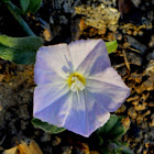 Bindweed, aloe weed, Ksheerpushpi, Mangalyakusuma, शंख पुष्पी Shankh Pushpi