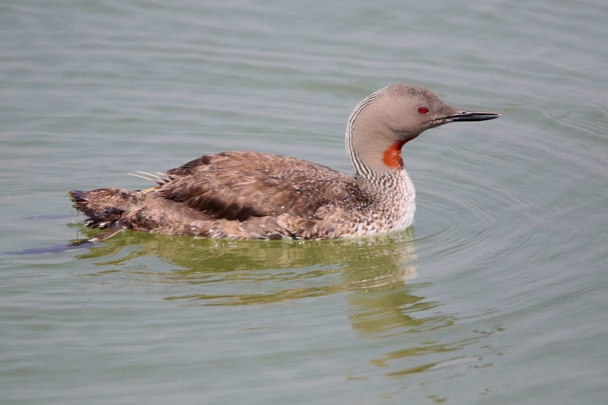 Red-throated Loon