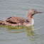 Red-throated Loon