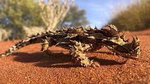 Aliens of the Outback thumbnail