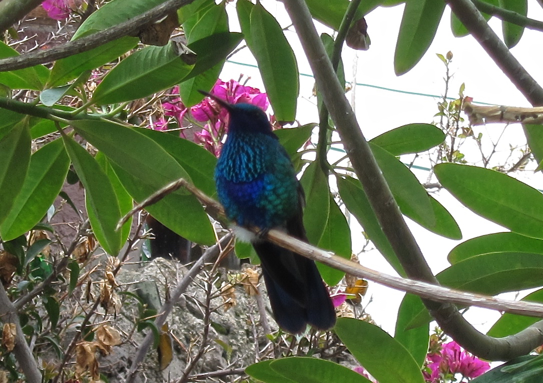 Sparkling Violetear