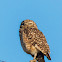 Burrowing owl