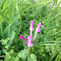 Henbit Dead-nettle