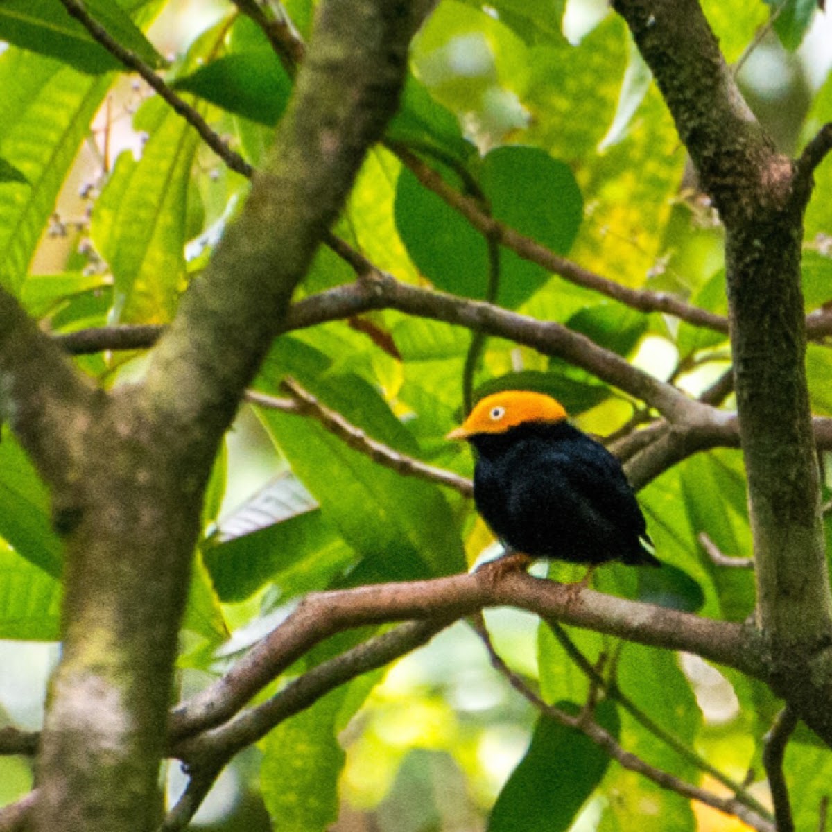 Golden headed manakin