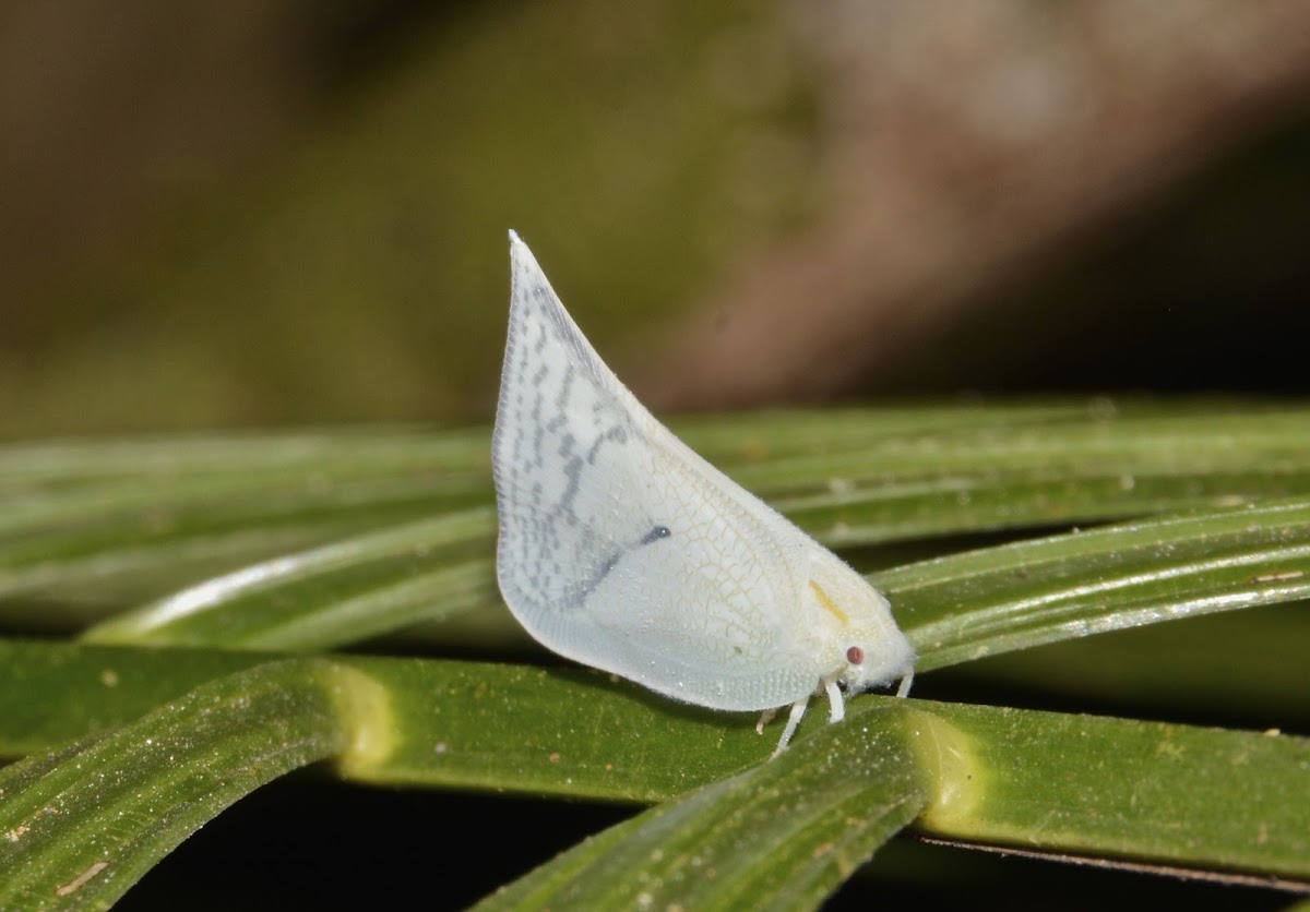 Planthopper