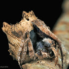 Tree Stump Orb Weaver