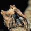 Tree Stump Orb Weaver