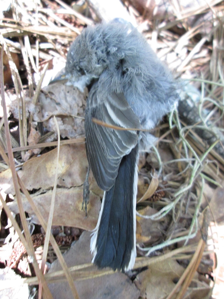 Blue-gray Gnatcatcher