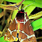 Great tiger moth