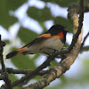 American Redstart