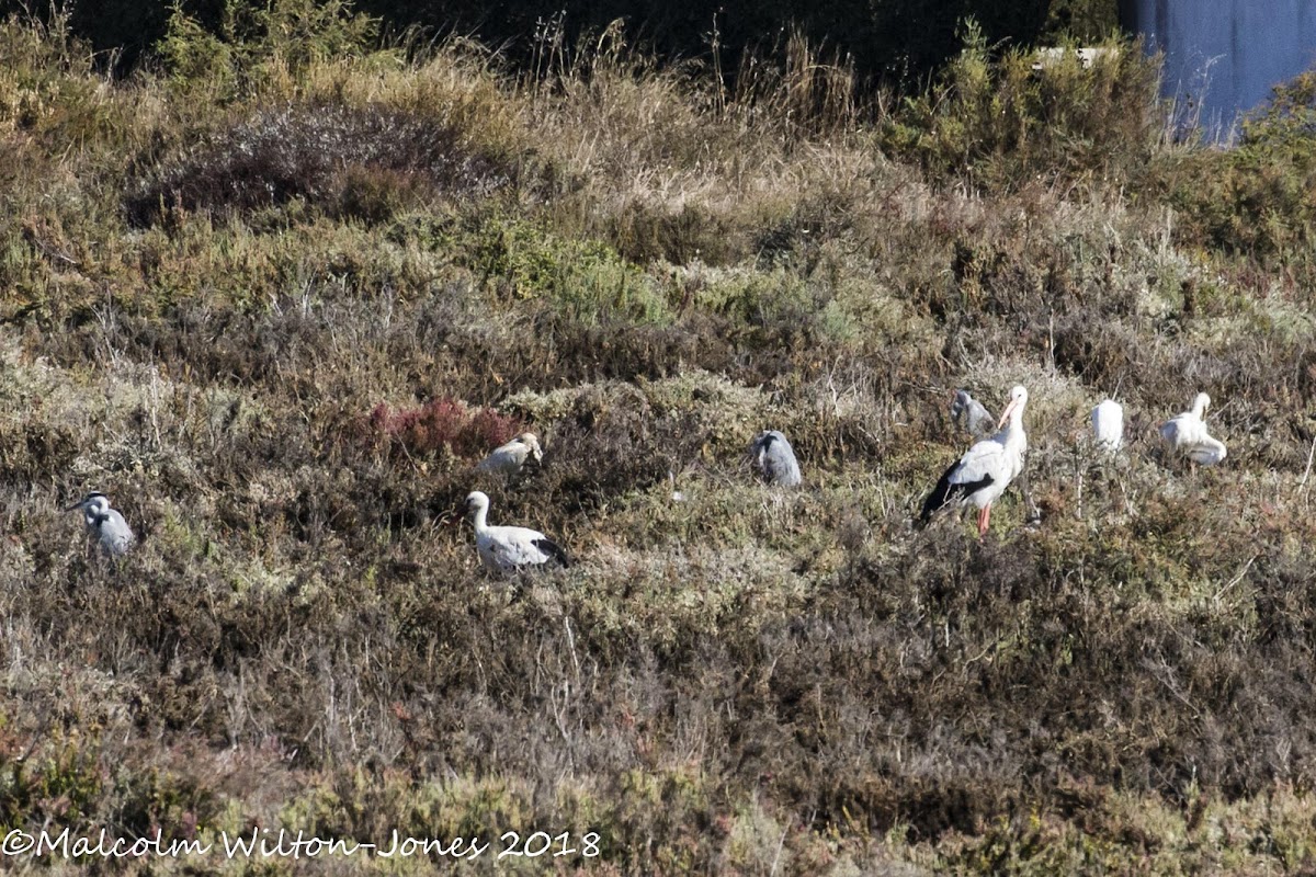 White Stork