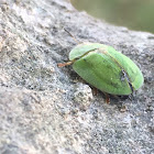 Thistle tortoise beetle