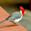 Red crested cardinal