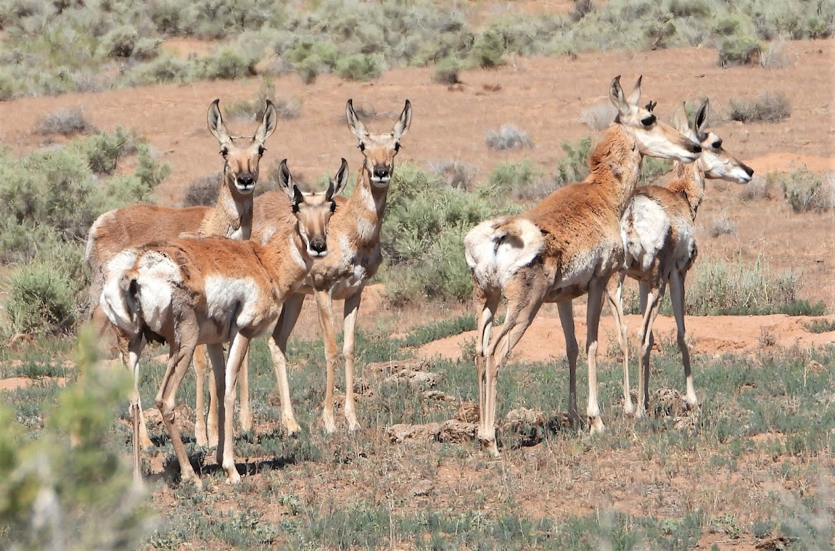 Pronghorn antelope