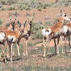 Pronghorn antelope