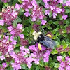 Yellow-faced Bumblebee